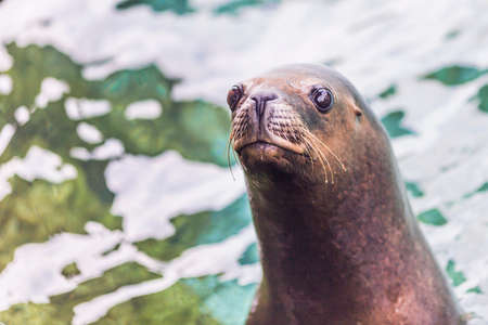 Sea lionsの写真素材