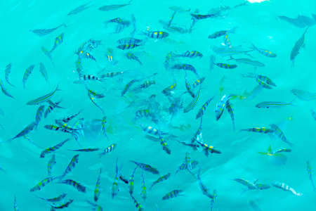 Many beautiful fishes in the seaの写真素材
