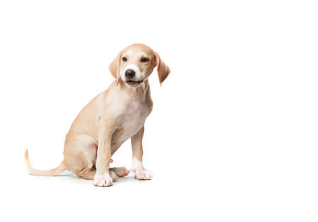 Short haired blonde sitting dogの写真素材