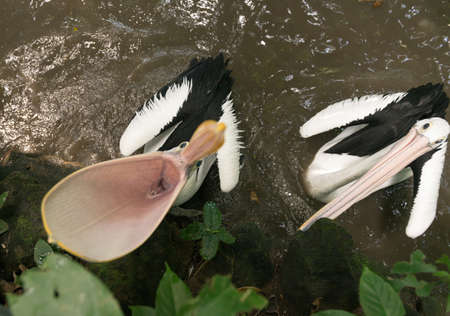 Two pelicans with an open mouth asking for a treatの写真素材