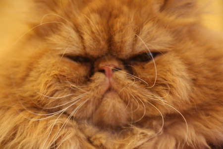 Orange cat faceの写真素材