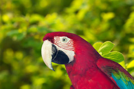  red macaw papagay  against nature background
