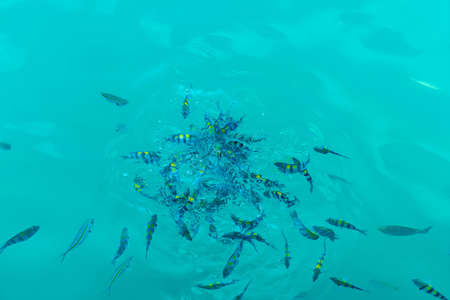 Many beautiful fishes in the sea