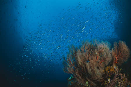 Tropical Fish and Coral Reef in Sunlightの写真素材