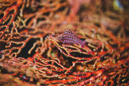 Sea fan with a pink fishの写真素材