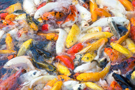 Movement of beautiful koi fish swimming in the pondの写真素材