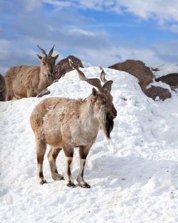 Markhor (Capra falsoneri) in wildness areaの写真素材