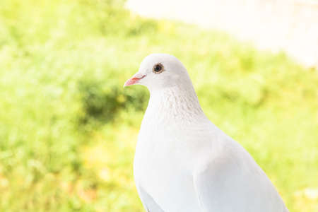 White dove looking on you over green grass field. White pigeon on the green background.の写真素材