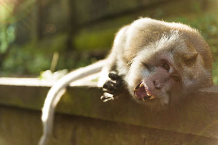 Monkeys at sacred monkey forest Ubud Bali Indonesia