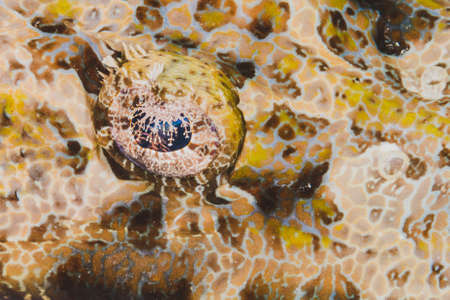 skin texture of an exotic fishの写真素材