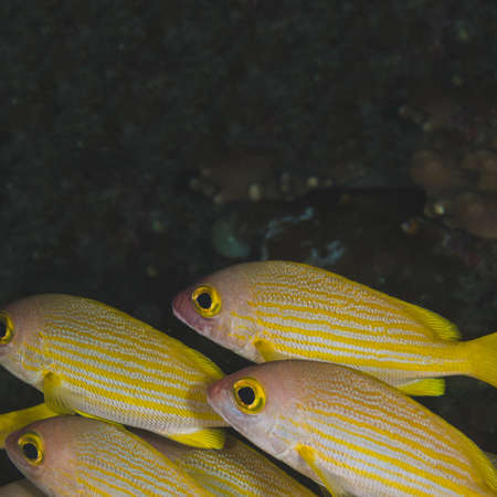 tropical colorful sea fish