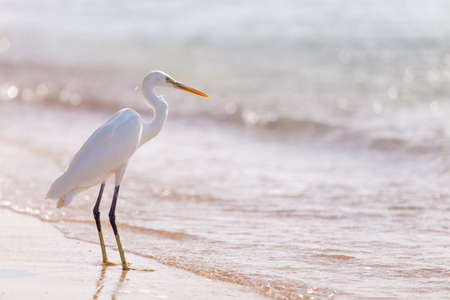 Beautiful white heron with crest standing at sandy seashoreの写真素材