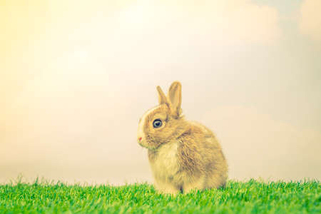 Rabbit on green grass for easter holiday ( Filtered image processed vintage effect. )の写真素材
