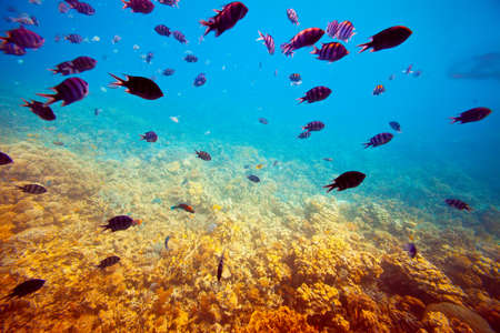 Photo of tropical fishes on coral reef areaの写真素材