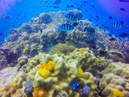 Young coral reef formation on sandy sea bottom. Deep blue sea perspective view with clean water and sunlight. Marine life with animals and plant. Underwater photo of coral reef in blue tropical lagoonの写真素材