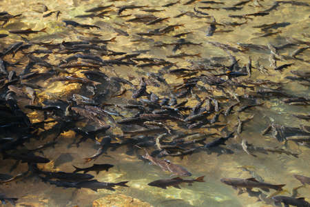 Soro brook carp waterfall fish.