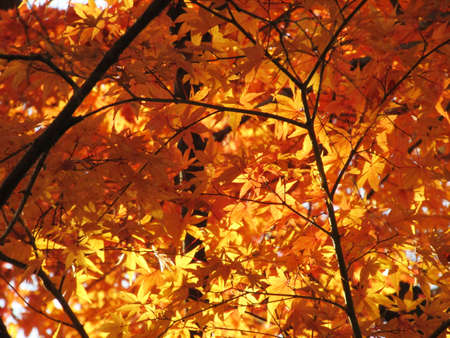 autumn leaves background