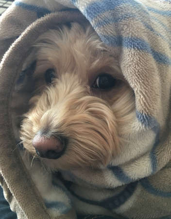 A dog wrapped in a blanket