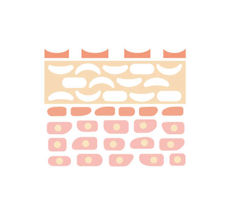 Sectional view of the skin. wounded skin illustration (no text)のイラスト素材