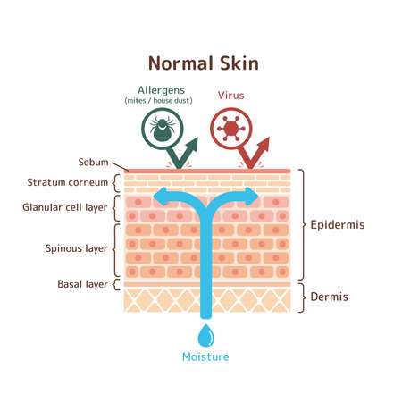 Sectional view of normal skin / vector illustrationのイラスト素材