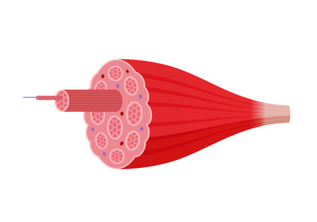 Structure of skeletal muscle vector illustrationのイラスト素材