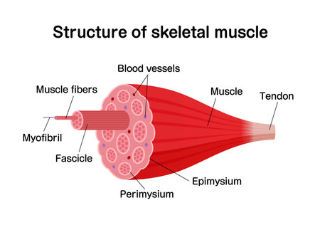 Structure of skeletal muscle vector illustrationのイラスト素材