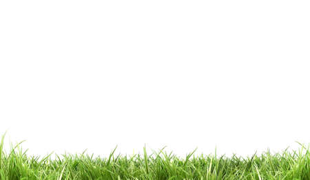 Fresh green grass (landscape ) | white background