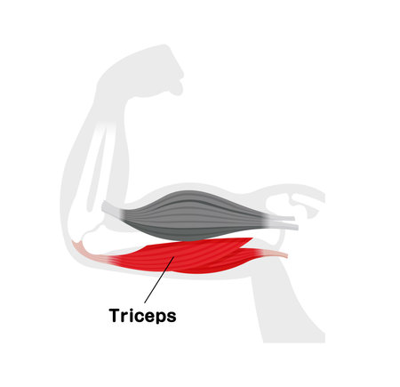 Arm muscle anatomical illustration ( triceps )のイラスト素材