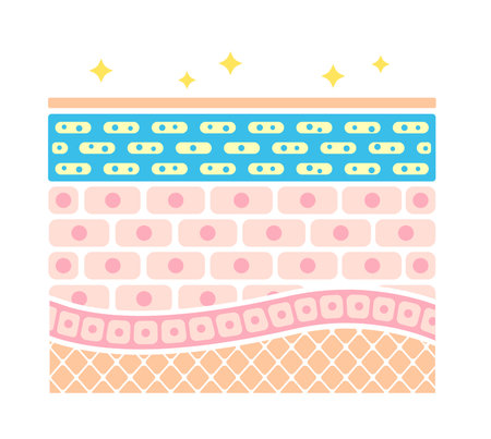 Cross section illustration of healthy skinのイラスト素材