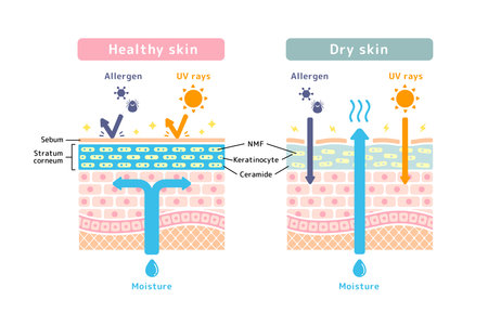 Comparison illustration of healthy skin and dry skin (cross section of skin)のイラスト素材