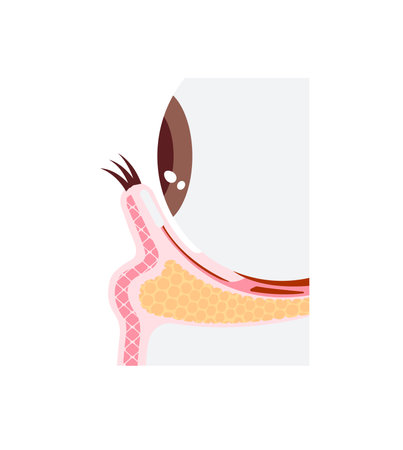 Mechanism of dark circles caused by aging. Vector illustration of cross section ( no text )のイラスト素材