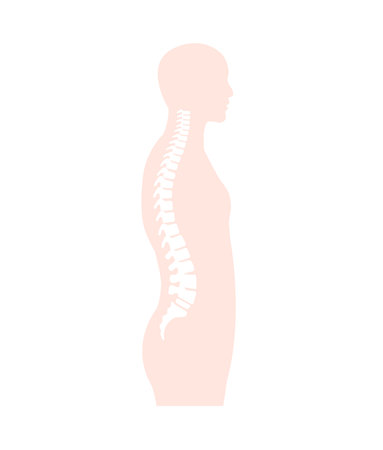 Vector illustration of the spinal cord in side viewのイラスト素材