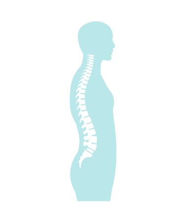 Vector illustration of the spinal cord in side viewのイラスト素材