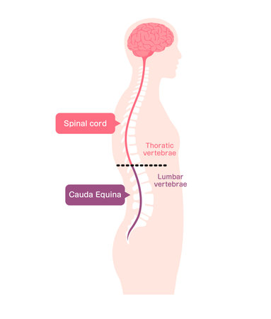 Vector illustration of the cauda equinaのイラスト素材