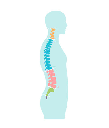 Vector illustration of spine segments anatomyのイラスト素材