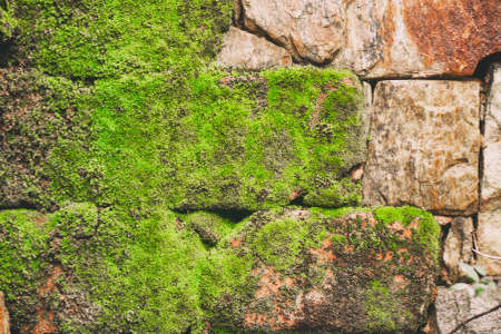 Rock wall with slime. Rustic styleの写真素材