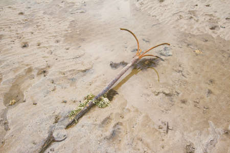 Old and rusty Anchor on the beach