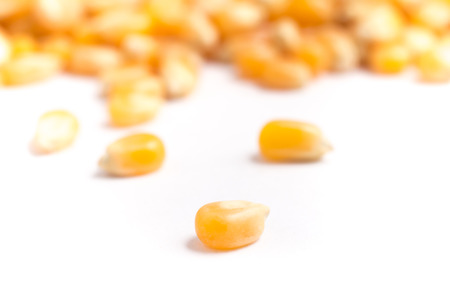 Close-up on a Raw corn grains
