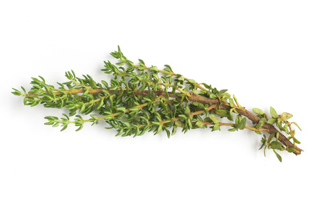 Bunch of Fresh Thyme isolated in white backgroundの写真素材