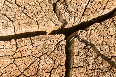 Dry Wood Stock. Eucalyptus. Close up photo backgroundの写真素材