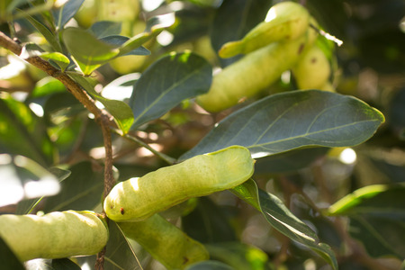 Peruvian fruit called Pacay (Inga feuilleei). Ingazeiro