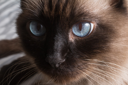 Fat Siamese Cat over a bed. Close-up photoの写真素材
