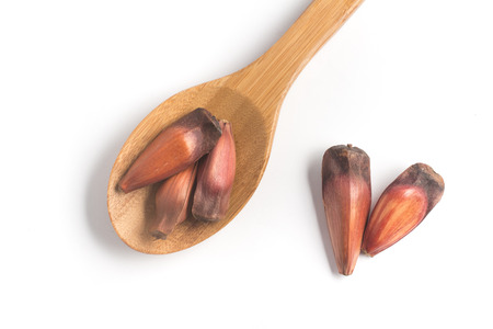Pinhao - brazilian pine into a spoon isolated on white backgroundの写真素材