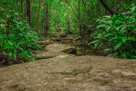 Rocks way into a Forest in Pirenopolis, Goias, Brazilの写真素材