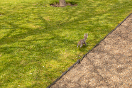 Squirrel in Regent's Park in London, England, UKの写真素材