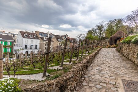 Paris, France - APRIL 8, 2019: Grape plantation in sacre coeur, Paris, France, Europeのeditorial素材
