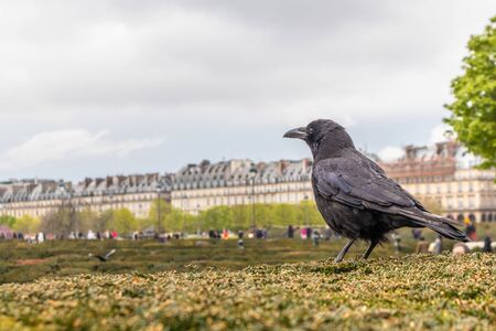 Paris, France - APRIL 9, 2019: Black Crow in Paris, France, Europeのeditorial素材
