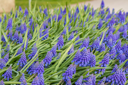 Hyacinth flowers in Amsterdam, Netherlands, Europeの写真素材