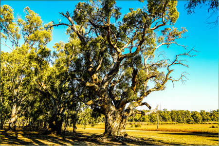 The iconic River Red Gum trees adjacent to the Barmah Lake in the Barmah National Park , Victoria,...