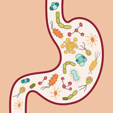Human stomach with viruses and bacteria. Vector illustrationのイラスト素材